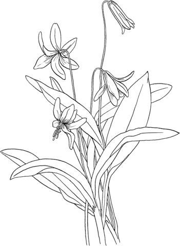 Trout Lily Or Fawn Lily Or Dog'S Tooth Violet Coloring Page